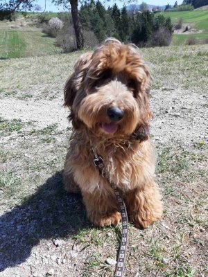 Benji