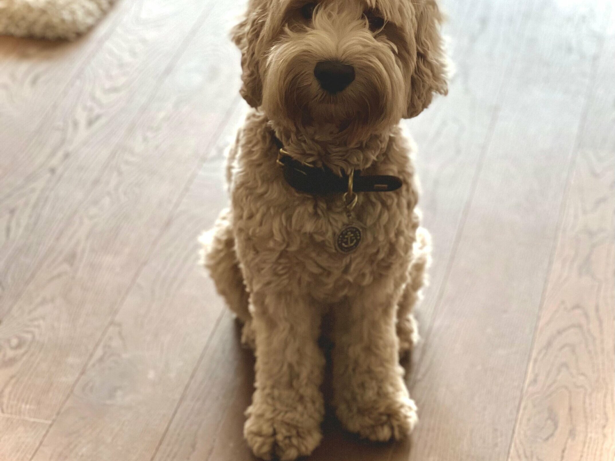 Cockapoo Franzi