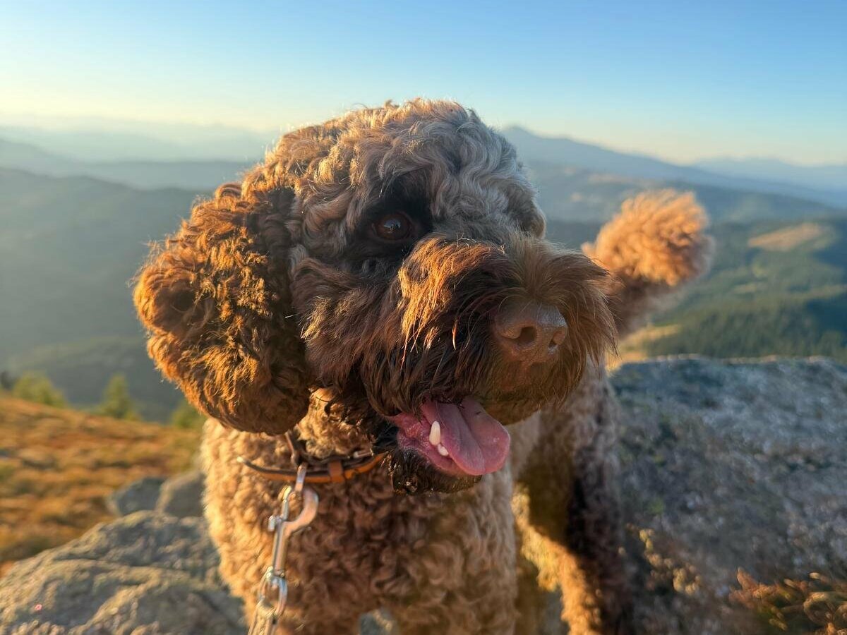 Cockapoo Theodor August