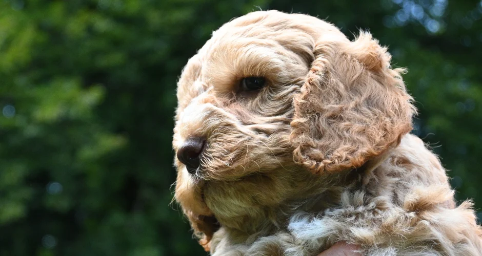 Cockapoo