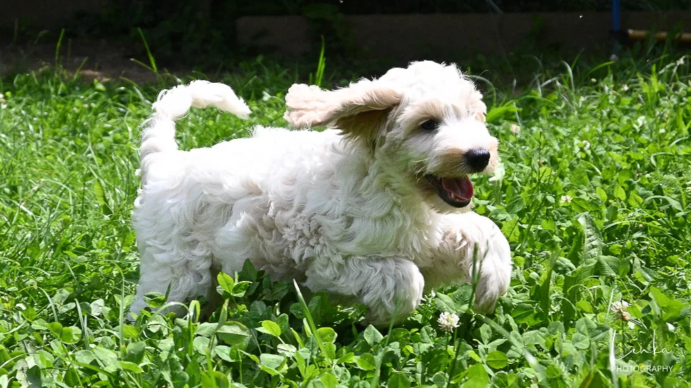 Bel cockapoo mladiček teče po travi