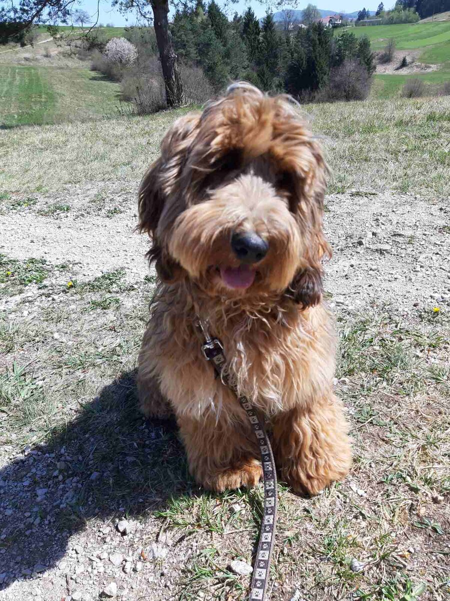 Benji