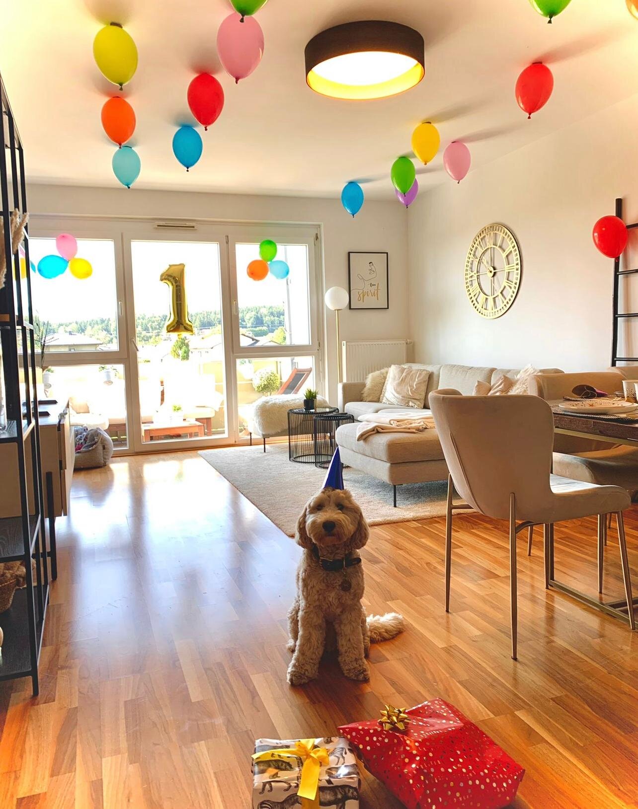 Cockapoo Franzi