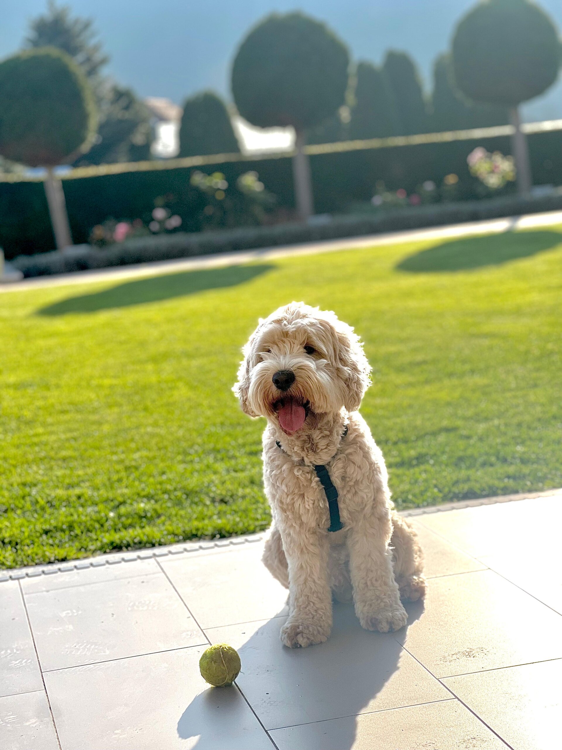 Cockapoo Franzi