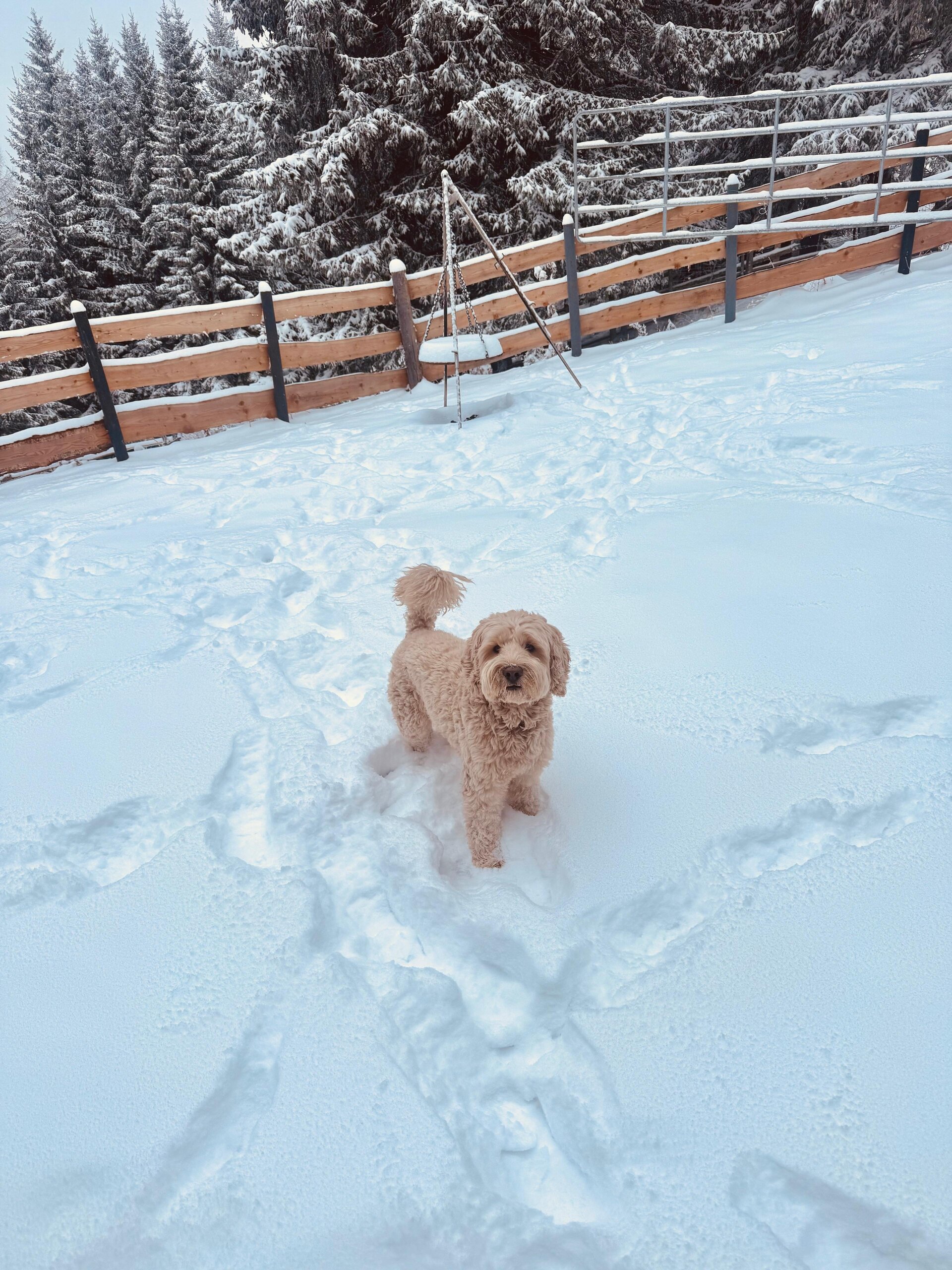 Cockapoo Franzi