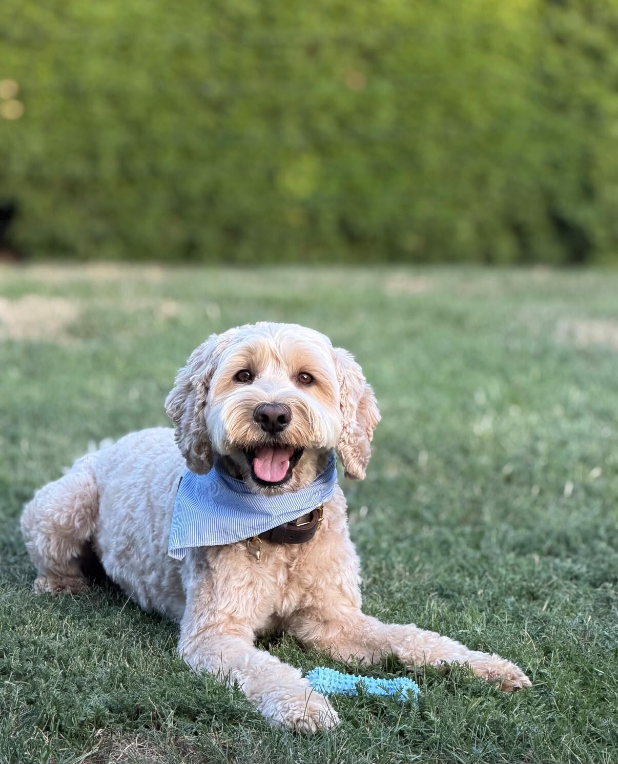 Cockapoo Franzi