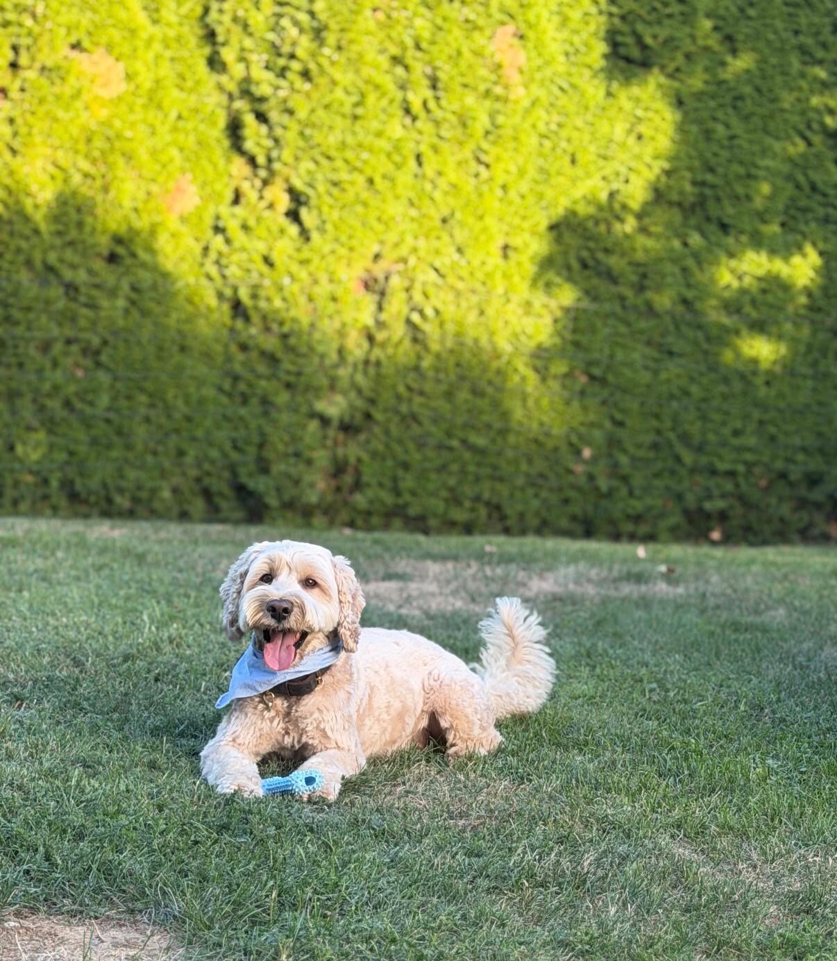Cockapoo Franzi