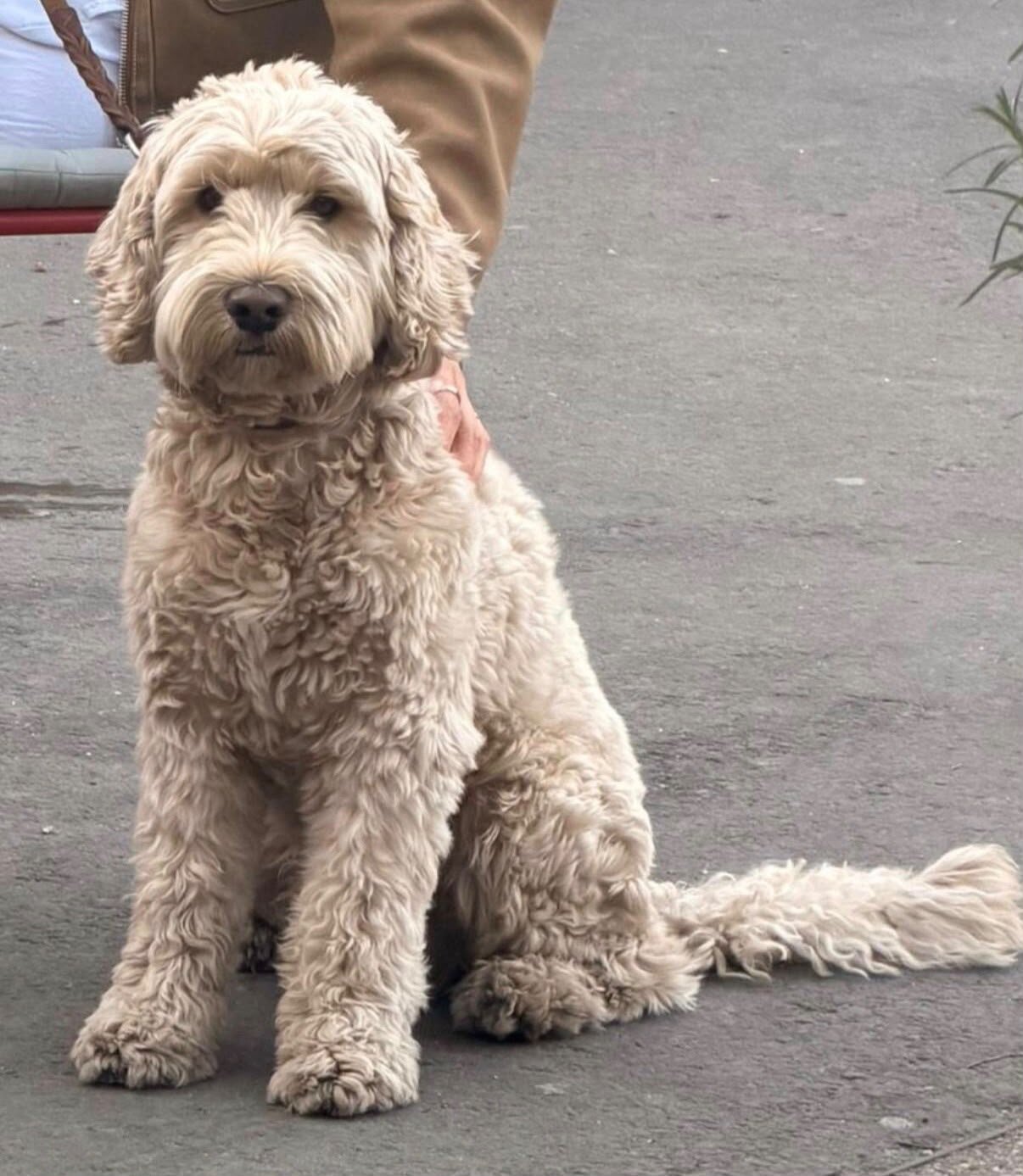 Cockapoo Franzi