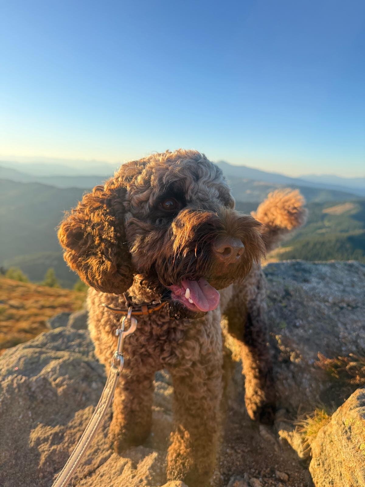 Cockapoo Theodor August