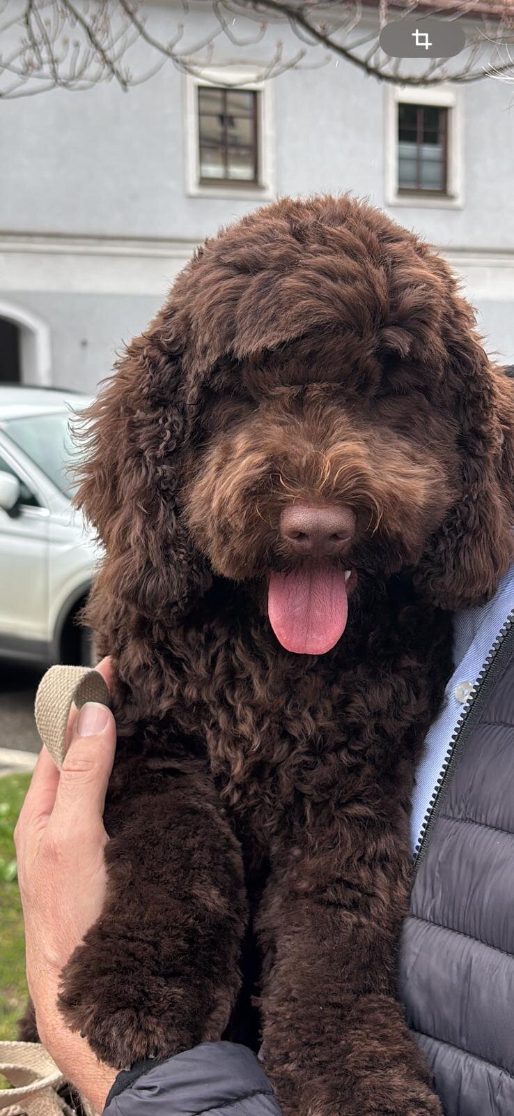 Cockapoo Theodor August