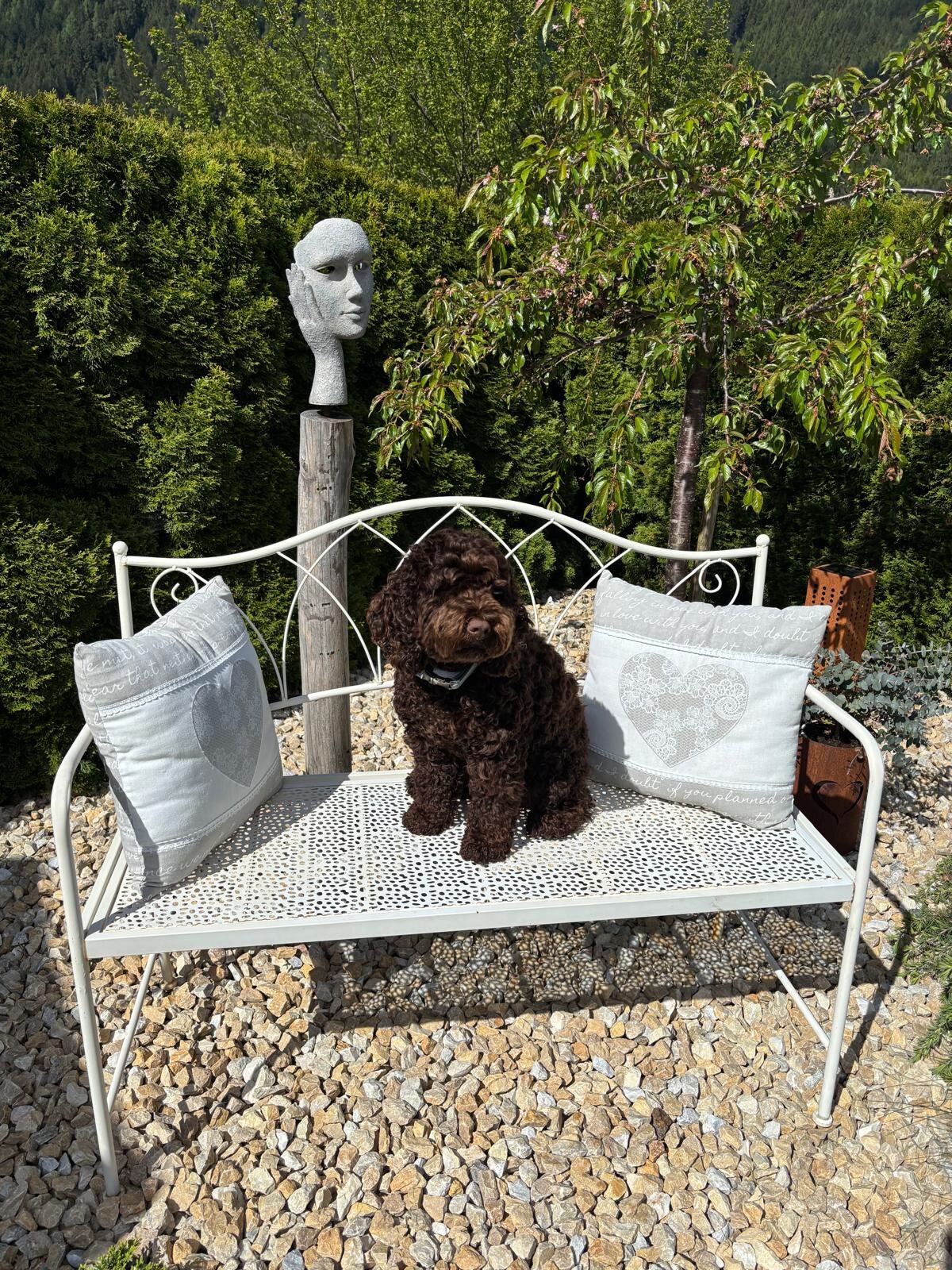 Cockapoo Theodor August