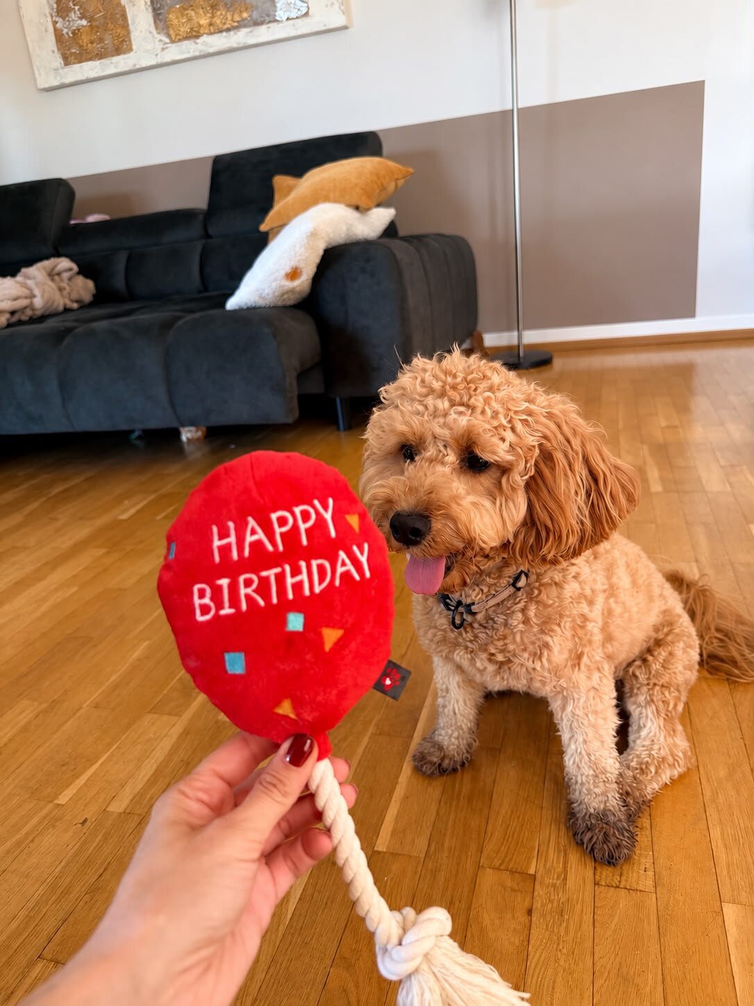 Cockapoo Vivi